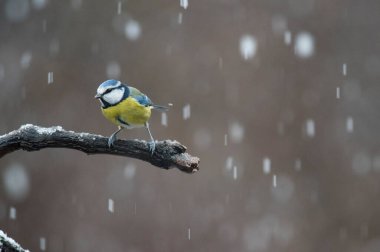 Eurasian blue tit (Cyanistes caeruleus). Locality: Arquata scrivia, Italy.