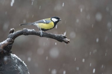 Great tit (Parus major). Locality: Arquata scrivia, Italy.
