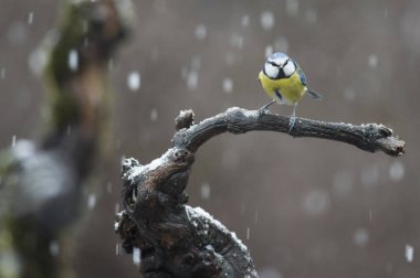 Eurasian blue tit (Cyanistes caeruleus). Locality: Arquata scrivia, Italy.