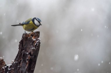 Eurasian blue tit (Cyanistes caeruleus). Locality: Arquata scrivia, Italy.