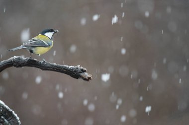 Great tit (Parus major). Locality: Arquata scrivia, Italy.