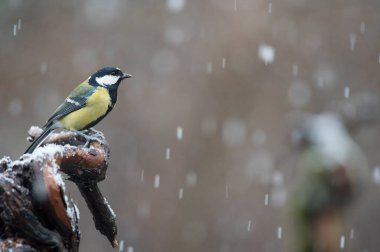 Great tit (Parus major). Locality: Arquata scrivia, Italy.