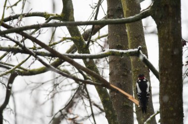 Büyük benekli ağaçkakan (Dendrocopos major). Yerel: Arquata scrivia, İtalya.