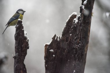Eurasian blue tit (Cyanistes caeruleus). Locality: Arquata scrivia, Italy.