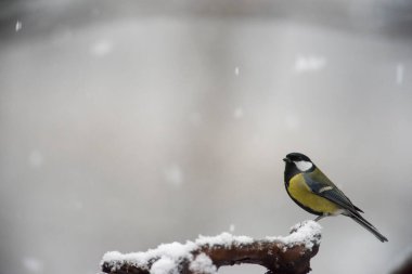 Great tit (Parus major). Locality: Arquata scrivia, Italy.