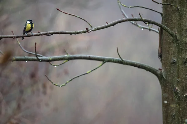 Great Tit Parus Major Locality Arquata Scrivia Italy — Stockfoto