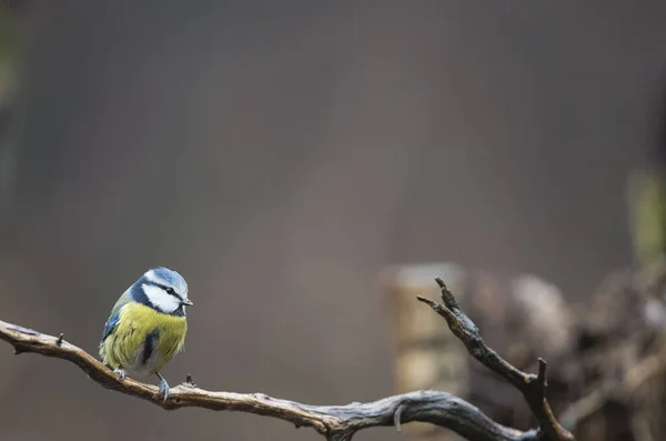 Eurasian Blue Tit Cyanistes Caeruleus Locality Arquata Scrivia Italy — Stok fotoğraf