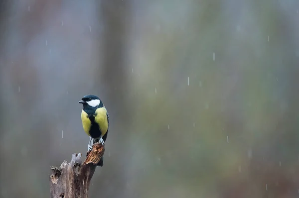 Great Tit Parus Major Locality Arquata Scrivia Italy — 图库照片