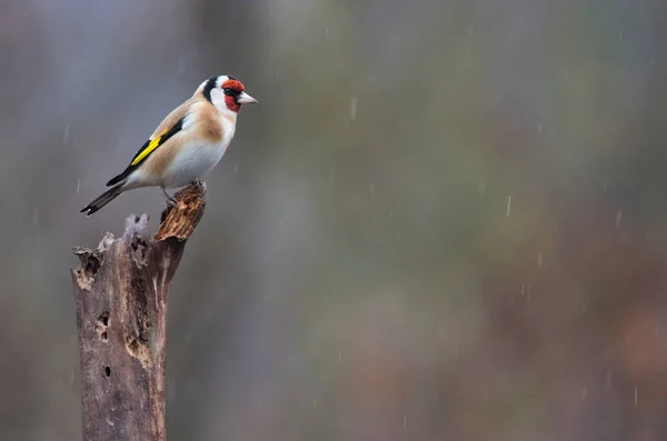 Zimorodek Europejski Carduelis Carduelis Położenie Arquata Scrivia Włochy — Zdjęcie stockowe