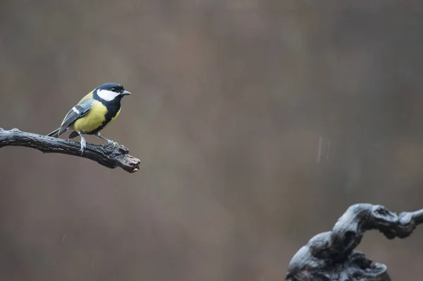 Great Tit Parus Major Locality Arquata Scrivia Italy — Stok fotoğraf