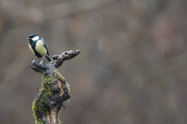 Great Tit Parus Major Locality Arquata Scrivia Italy — стоковое фото