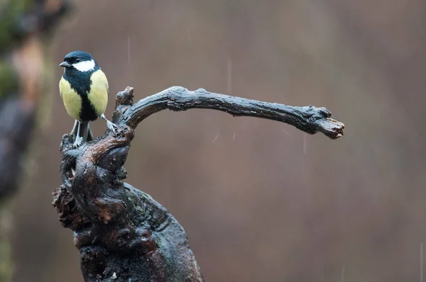 Great Tit Parus Major Locality Arquata Scrivia Italy — стоковое фото