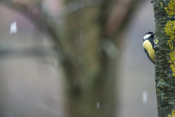 Great Tit Parus Major Locality Arquata Scrivia Italy — Stok fotoğraf