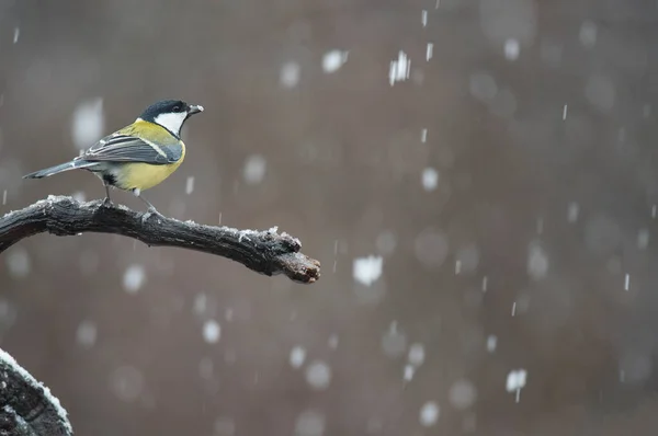 Great Tit Parus Major Locality Arquata Scrivia Italy — Φωτογραφία Αρχείου