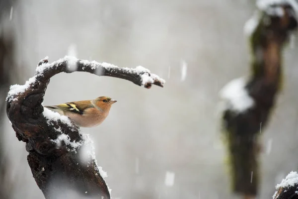 Κοινή Chaffinch Fringilla Coelebs Δήμος Vasastan Τις Εξής Κοινότητες — Φωτογραφία Αρχείου