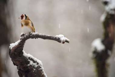 Avrupa ispinozu (Carduelis carduelis). Yerel: Arquata scrivia, İtalya.