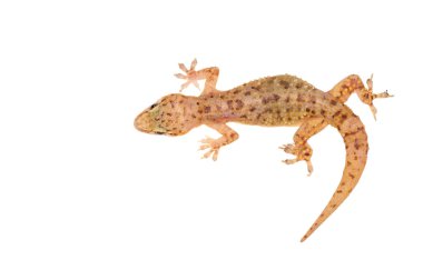 Hemidactylus turcicus, Akdeniz evi kertenkelesi beyaz arka planda izole edildi