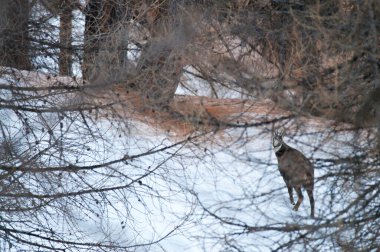 Dağ ormanındaki Chamois, Rupicapra rupicapra