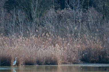 Göldeki balıkçıl kuşunun güzel bir görüntüsü.