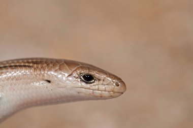 Doğal ortamdaki yılanın yakın çekim görüntüsü.