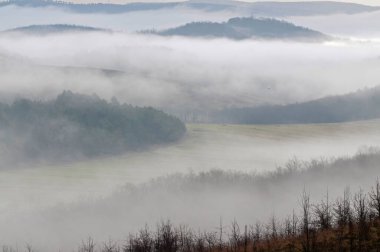 Sabah sisli ormanın güzel manzarası
