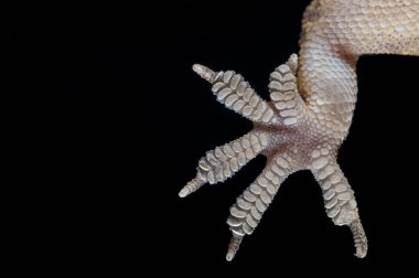 Siyah üzerine Hemidactylus turcicus (Akdeniz evi kertenkelesi) bacağının yakın plan çekimi