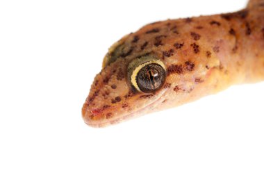 Beyazlar üzerinde izole edilmiş Hemidactylus turcicus (Akdeniz evi kertenkelesi) yakın çekim görüntüsü