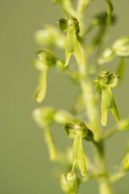 Yaygın twayblade, Neottia ovata, Orkide ailesi