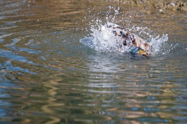 Anas platyrhynchos (mallard) görünümü