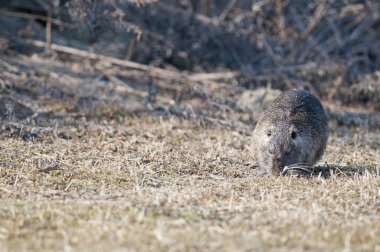 Doğal ortamdaki miyocastor coypus, coypu.
