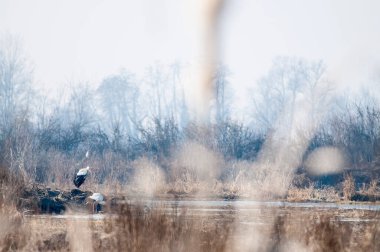 Ciconia ciconia, Gölde beyaz leylek