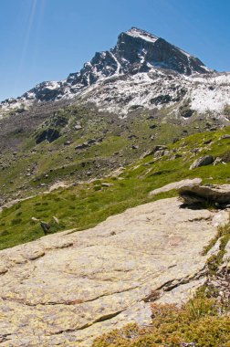 Monviso 'nun altında Rhododendron ferrugineum