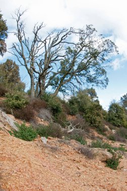 Toskana Jeotermal Parkı (Sasso Pisano)
