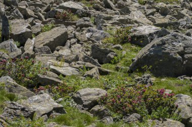 Monviso 'nun altında Rhododendron ferrugineum