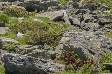 Monviso 'nun altında Rhododendron ferrugineum