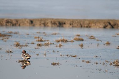 Anas crecca (yaygın deniz mavisi)