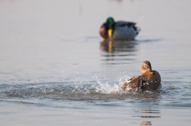Anas platyrhynchos (mallard) görünümü
