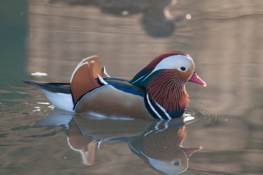Aix galericulata (Mandarin ördeği)