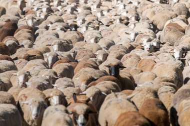 Kırsalda evcil koyun sürüsü. tarım kavramı
