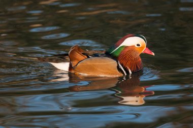 Aix galericulata, Mandarin ördeği gölde