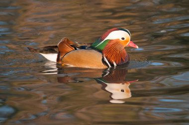 Aix galericulata, Mandarin ördeği gölde