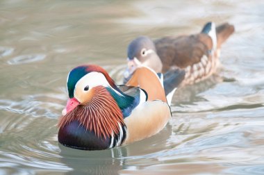 Aix galericulata, Mandarin ördeği gölde