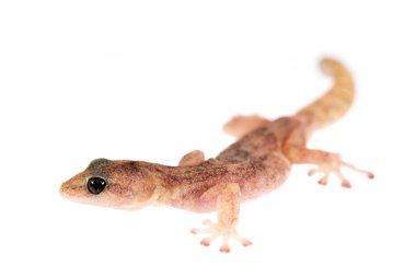 Beyaz arka planda Euleptes europaea, Avrupa yaprak parmaklı kertenkelesi