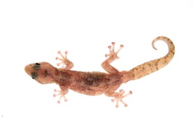 Beyaz arka planda Euleptes europaea, Avrupa yaprak parmaklı kertenkelesi