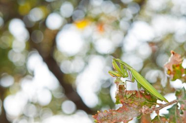 Peygamber devesi dini, Avrupa peygamber devesi ağaçta