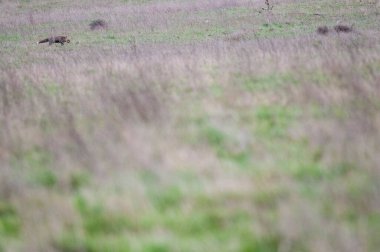 Vulpes vulpes, tarlada koşan kızıl tilki