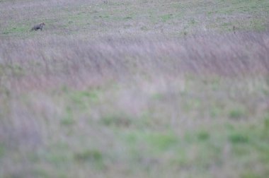 Vulpes vulpes, tarlada koşan kızıl tilki