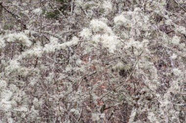 Arkaplan için güzel ağaç dallarının tam kare görüntüsü
