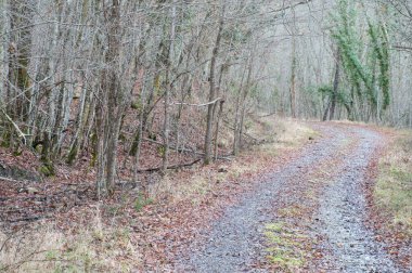 Sonbaharda ormanın içinden geçen yol.