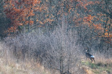 Ormanda güzel bir geyik, doğa serisi.